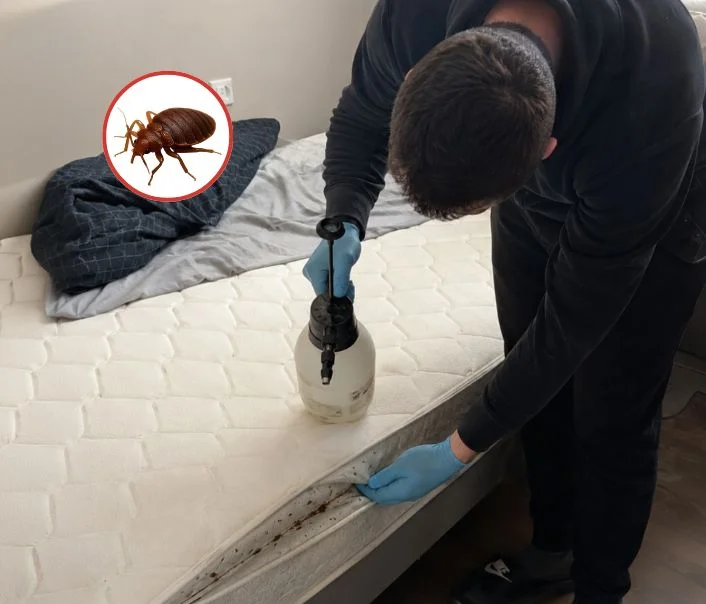 Technicien traitant un matelas contre les punaises de lit à Gretz-Armainvilliers